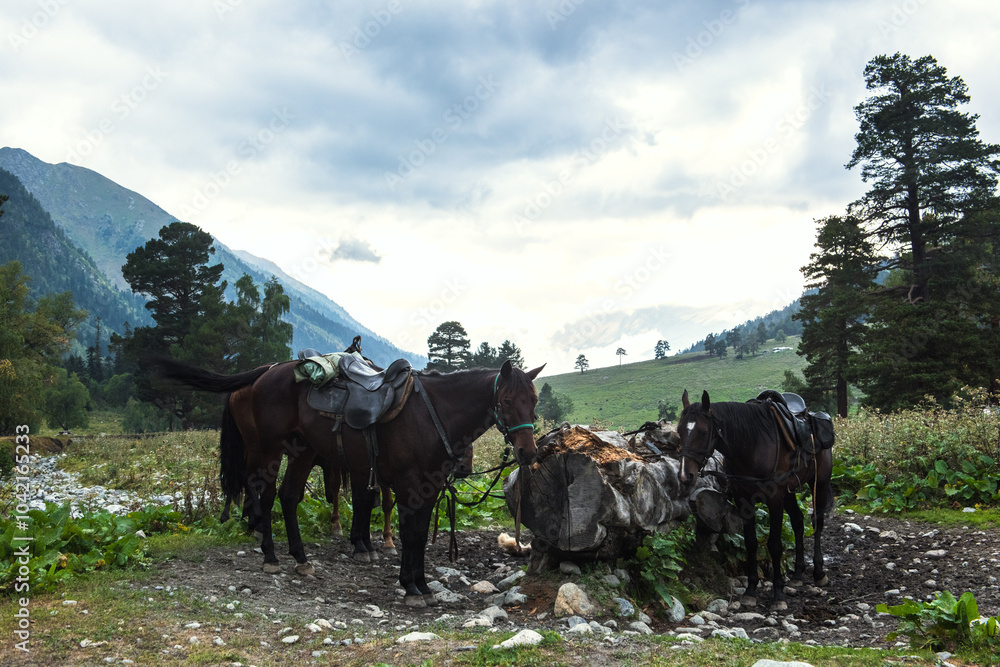 Horses with a bridle standing in the wild, beautiful picture view Horses with a bridle standing in the wild, beautiful picture view