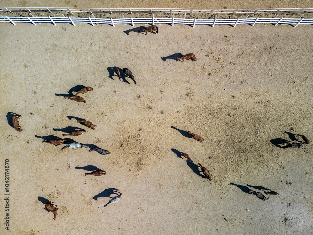 Obraz premium Aerial view of grazing group of horses at evening