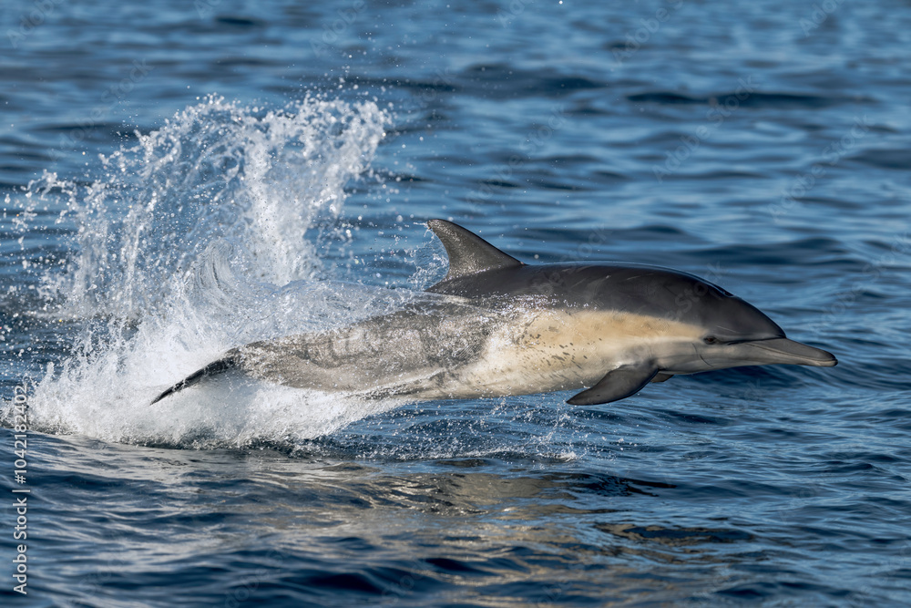 Fototapeta premium dolphin in the water, dolphin jumping out of water
