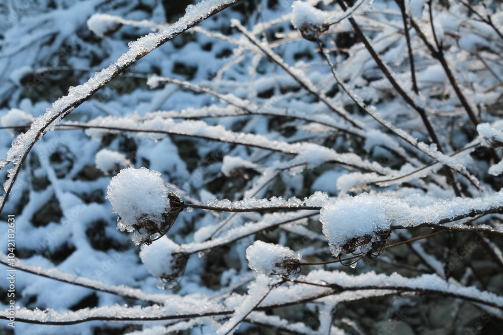 a twig of a tree in fluffy snow. close up a twig of a tree in fluffy snow. close up