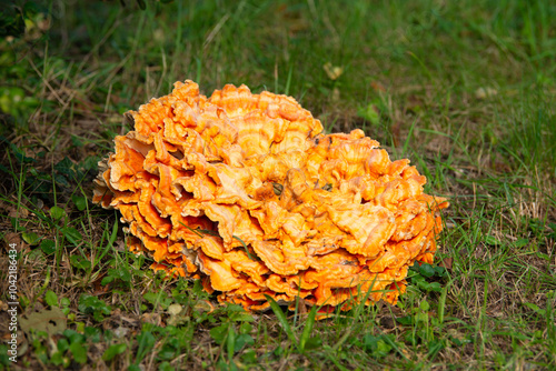 Huge common sulfur porling mushroom growing on a meadow, Laetiporus sulphureus, bracket fungus photo