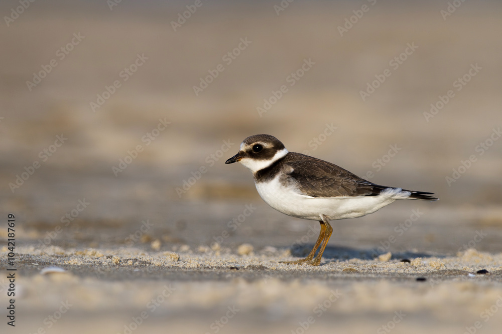 Sieweczka obrożna, lądowiec, ringed plover (Charadrius hiaticula) Sieweczka obrożna, lądowiec, ringed plover (Charadrius hiaticula)