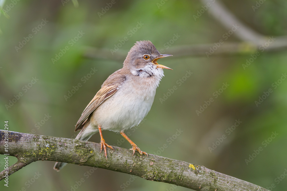 Cierniówka, pokrzewka cierniówka (Curruca communis) Cierniówka, pokrzewka cierniówka (Curruca communis)