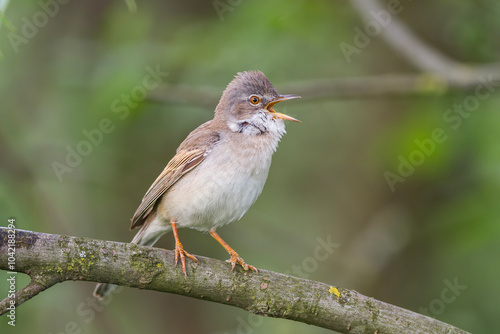 Cierniówka, pokrzewka cierniówka (Curruca communis) photo