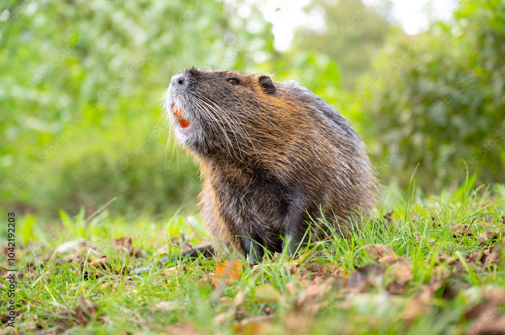 Fototapeta premium Nutria river rat, coypu herbivorous, semiaquatic rodent family Myocastoridae on the meadow, wildlife animals, habitant wetlands
