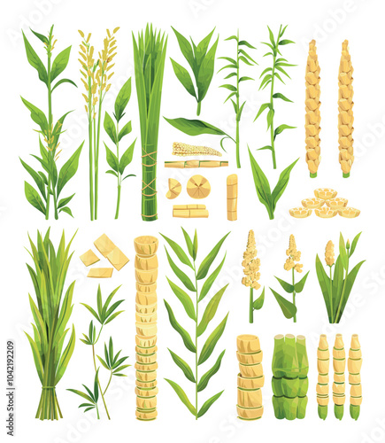 Sugar stalk cane cartoon vector set. Leaves stems fructose sucrose sweet plant production, sugary powder shrub agricultural reed , isolated illustrations on white background