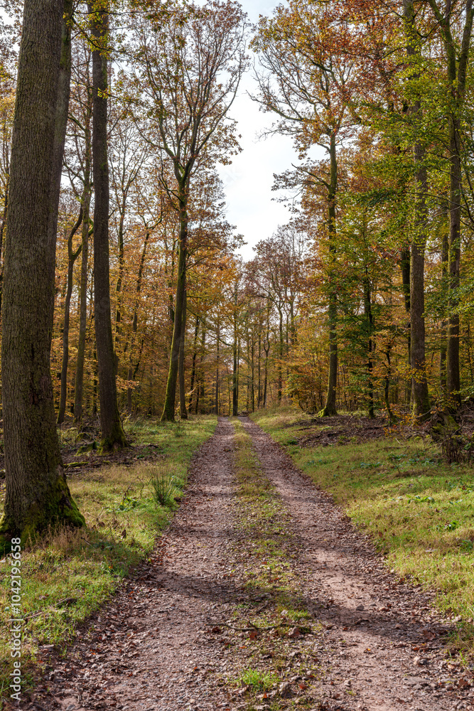 A Scenic Autumn Pathway Surrounded by Lush Woods Filled with Vibrant Colors and Serenity A Scenic Autumn Pathway Surrounded by Lush Woods Filled with Vibrant Colors and Serenity