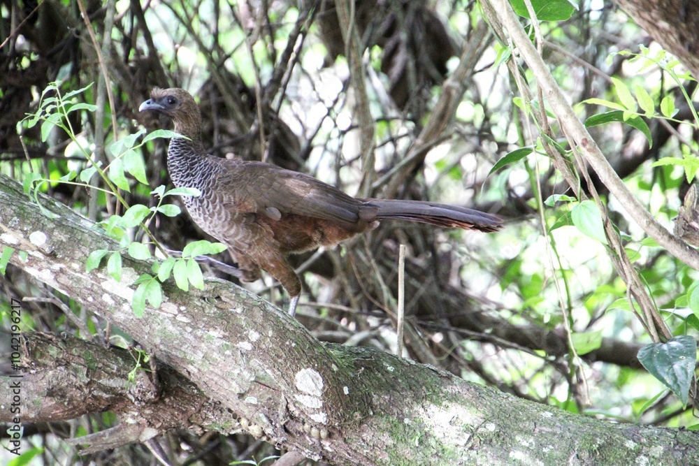 ave - aracuã escamoso - Ortalis squamata ave - aracuã escamoso - Ortalis squamata