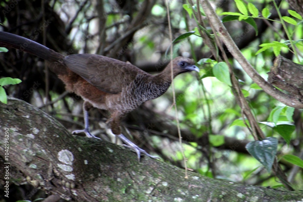 Fototapeta premium ave - aracuã escamoso - Ortalis squamata 