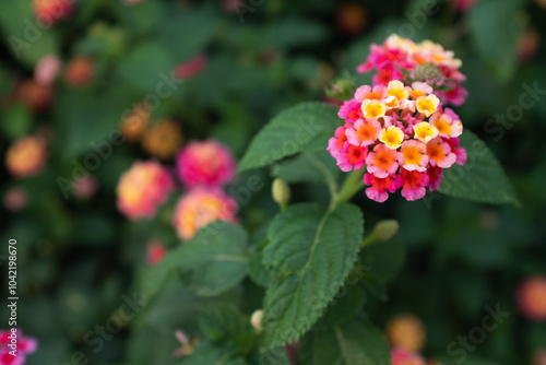 Blooming Lantana flowers, close-up Flowering plant Spanish flag for publication, design, poster, calendar, post, screensaver, wallpaper, postcard, banner, cover, website. High quality photo photo