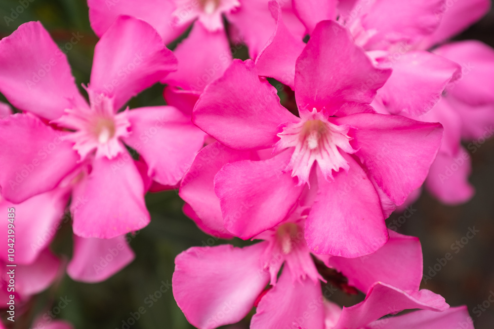 Fototapeta premium Blooming oleander with pink flowers, close-up. Flower background for publication, poster, calendar, post, screensaver, wallpaper, cover, website. High quality photo