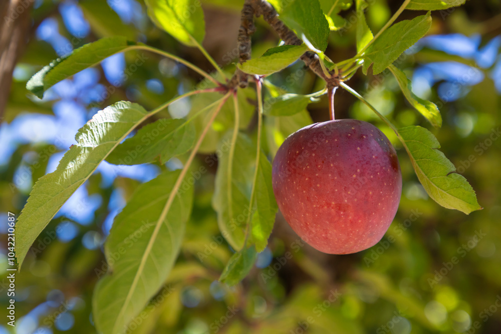 apple hanging on apple tree branch close up apple hanging on apple tree branch close up