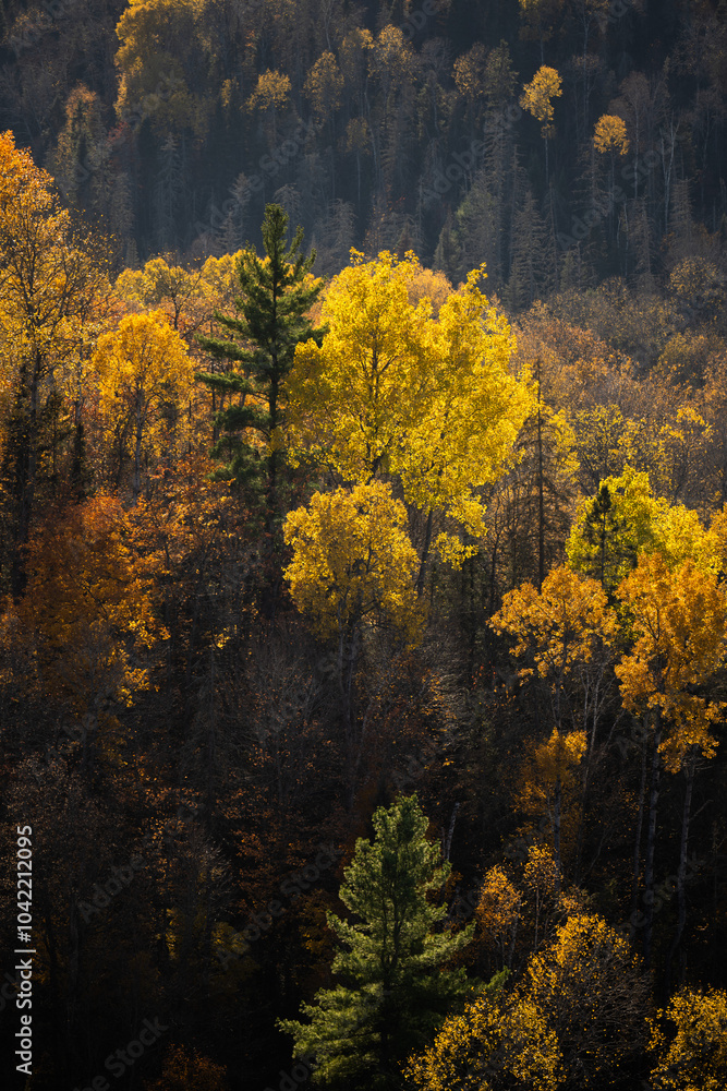 Fototapeta premium Autumn in Redbridge Northern Ontario