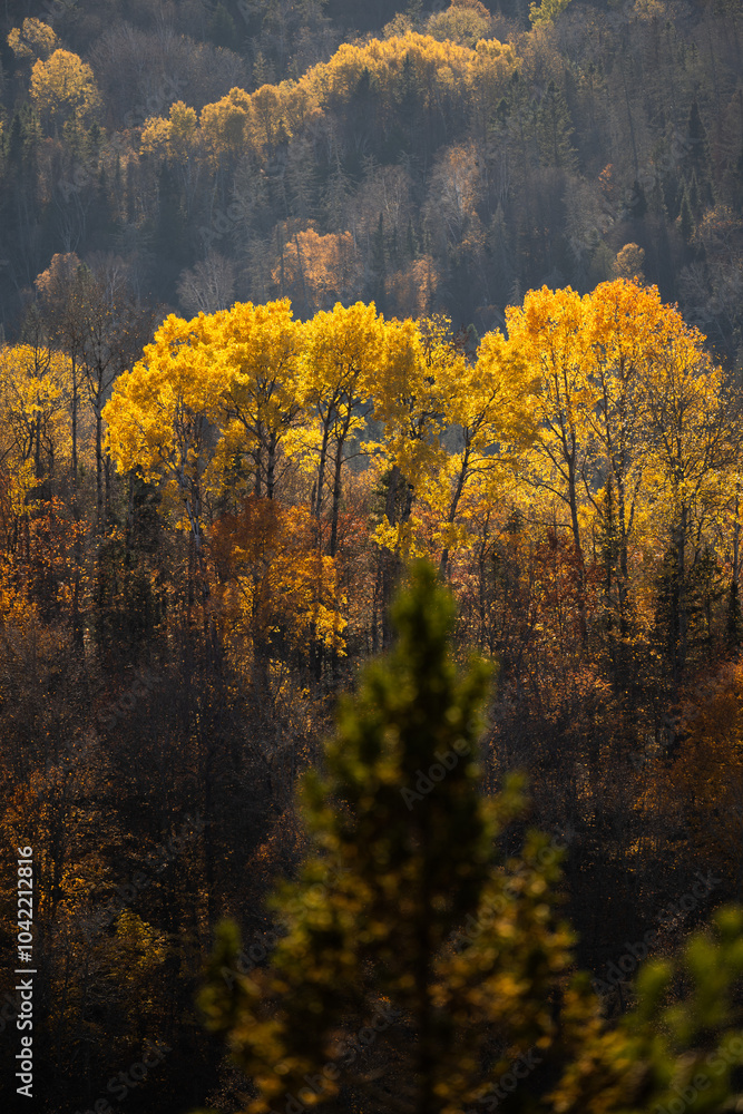 Fototapeta premium Autumn in Redbridge Northern Ontario