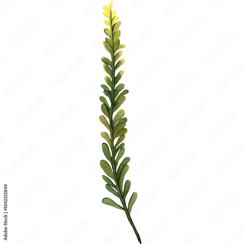 Obraz premium Flowers Watercolor Plant