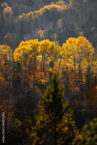 Autumn in Redbridge Northern Ontario