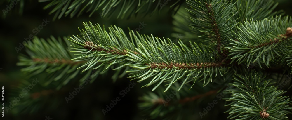 The Pine Tree Branch Closeup The Pine Tree Branch Closeup