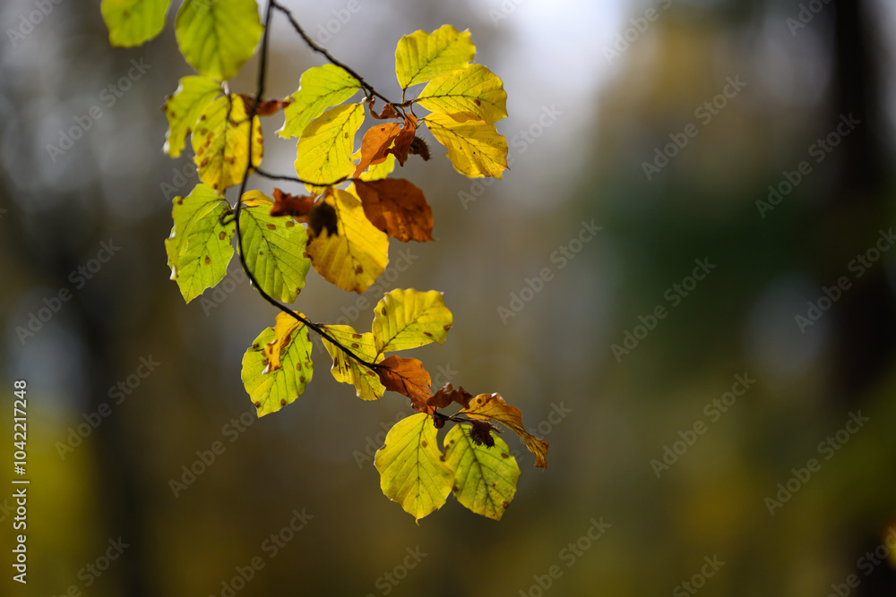 Colorful autumn leaves of trees in the park close-up, colorful background Colorful autumn leaves of trees in the park close-up, colorful background