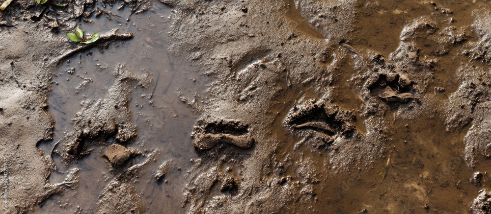 Close-up view of mud with multiple animal footprints. Close-up view of mud with multiple animal footprints.