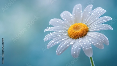 Close-up of a single white daisy with dew drops on the petals against a soft blue background.