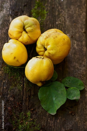 Beautiful background with yellow quince; Cydonia Oblonga photo