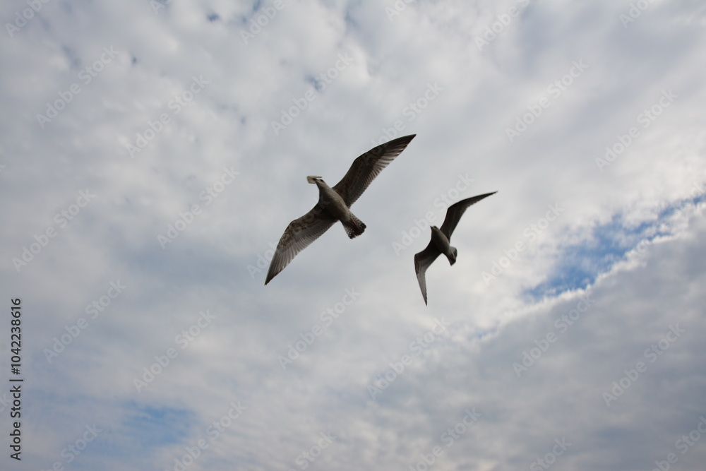 Obraz premium The silhouettes of two seagulls glide through a sky covered in gray clouds, creating a dramatic scene that highlights their graceful flight against the moody backdrop