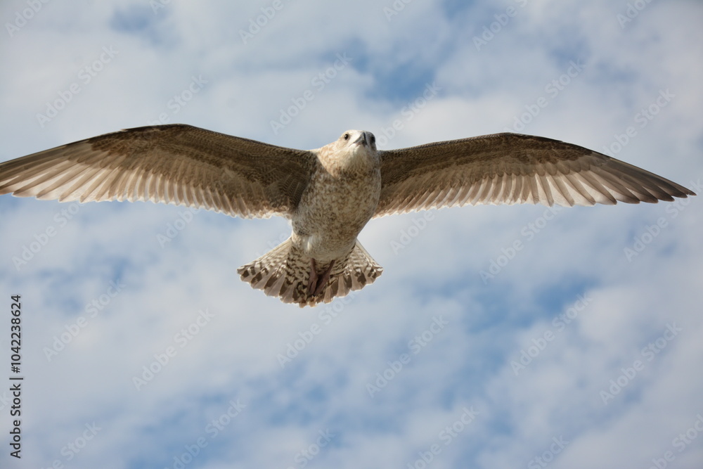 A lone seagull glides through the sky with its wings fully spread, against a backdrop of soft clouds and open blue sky, embodying freedom and grace in flight. Birdwatching A lone seagull glides through the sky with its wings fully spread, against a backdrop of soft clouds and open blue sky, embodying freedom and grace in flight. Birdwatching