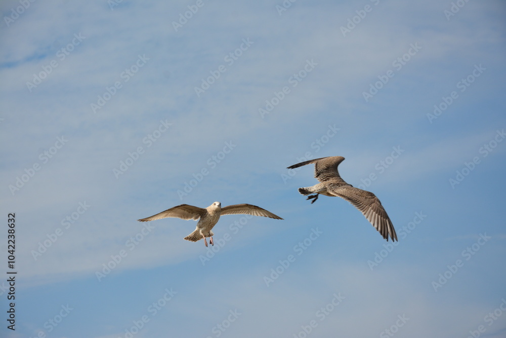 Two seagulls glide through the sky with their wings fully spread, set against a backdrop of soft clouds and open blue sky, embodying freedom and grace in flight. Two seagulls glide through the sky with their wings fully spread, set against a backdrop of soft clouds and open blue sky, embodying freedom and grace in flight.