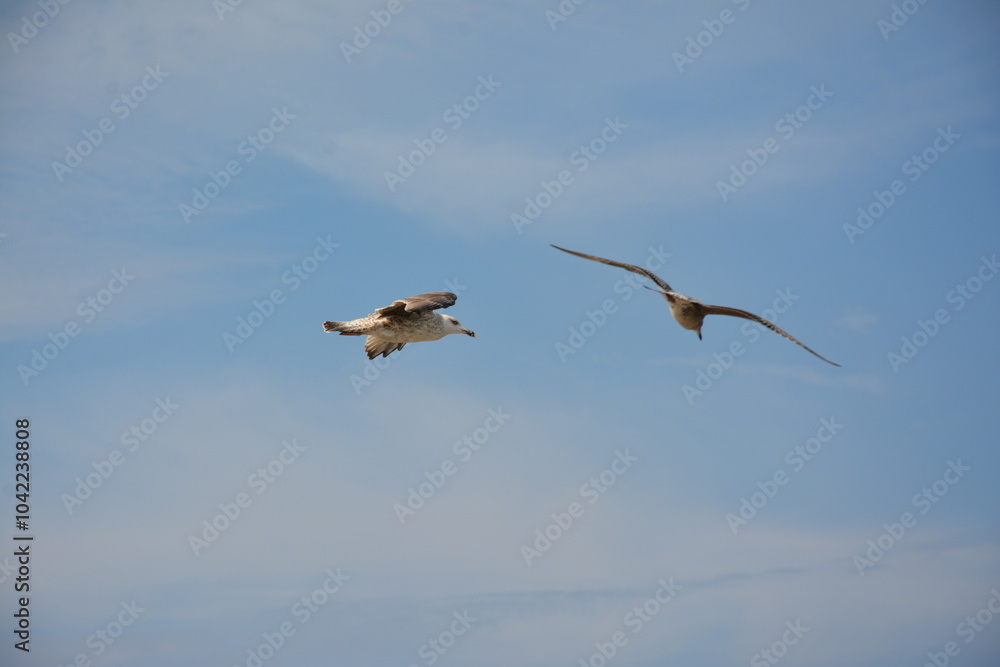 Two seagulls glide through the sky with their wings fully spread, set against a backdrop of soft clouds and open blue sky, embodying freedom and grace in flight. Birdwatching