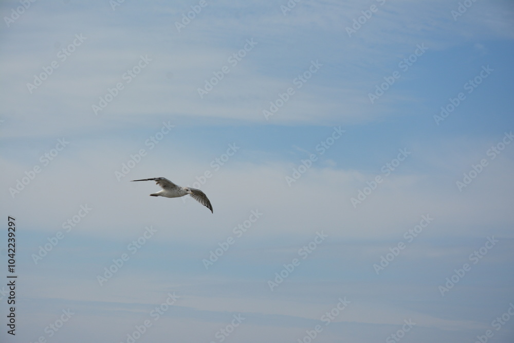 Obraz premium A lone seagull glides through the sky with its wings fully spread, against a backdrop of soft clouds and open blue sky, embodying freedom and grace in flight. Birdwatching