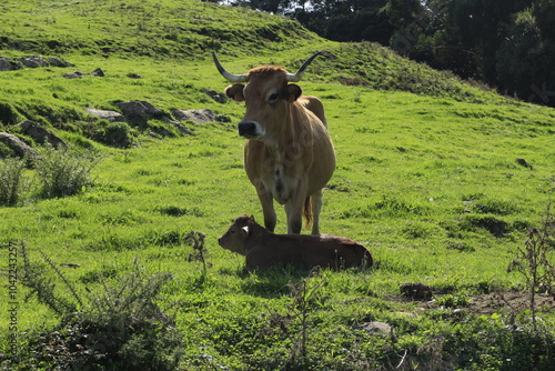 vaca con su ternero recién nacido