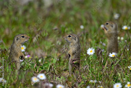 Europäischer Ziesel // European ground squirrel (Spermophilus citellus) photo