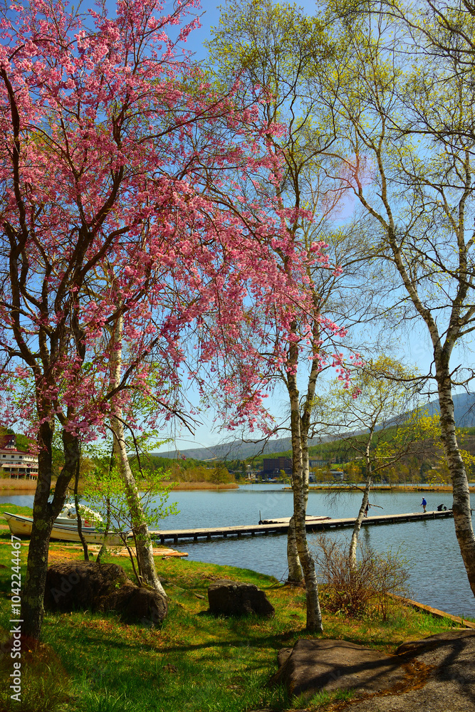 Fototapeta premium 白樺湖 長野県茅野市北山