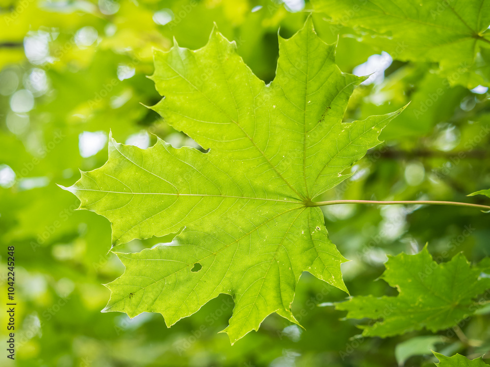 Maple branches with green and yellow leaves in autumn, in the light of sunset. Maple branches with green and yellow leaves in autumn, in the light of sunset.