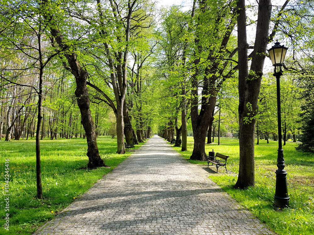 Fototapeta premium Path in the park, empty sidewalk among trees with street lamp.