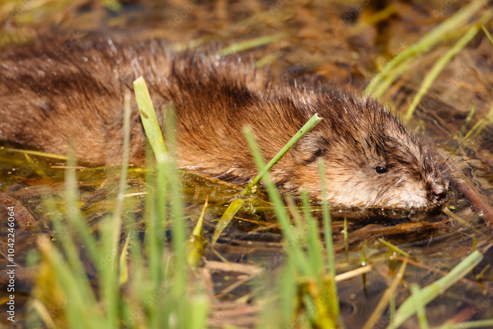 Muskrat swimming in the shallow shoreline waters within the Horicon National Wildlife Refuge, Waupun, Wisconsin in early spring. Muskrat swimming in the shallow shoreline waters within the Horicon National Wildlife Refuge, Waupun, Wisconsin in early spring.