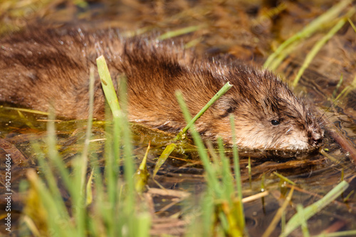 Muskrat swimming in the shallow shoreline waters within the Horicon National Wildlife Refuge, Waupun, Wisconsin in early spring. photo