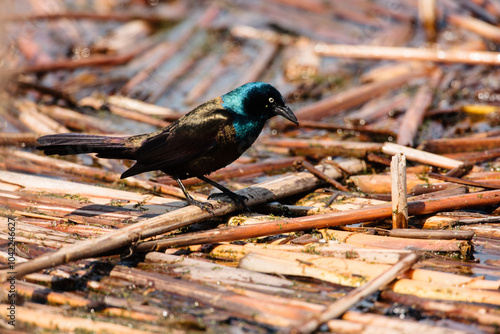 Brewer's Blackbird walking among the old cattails looking for food at Horicon National Wildlife Refuge, Waupun, Wisconsin in early spring. photo