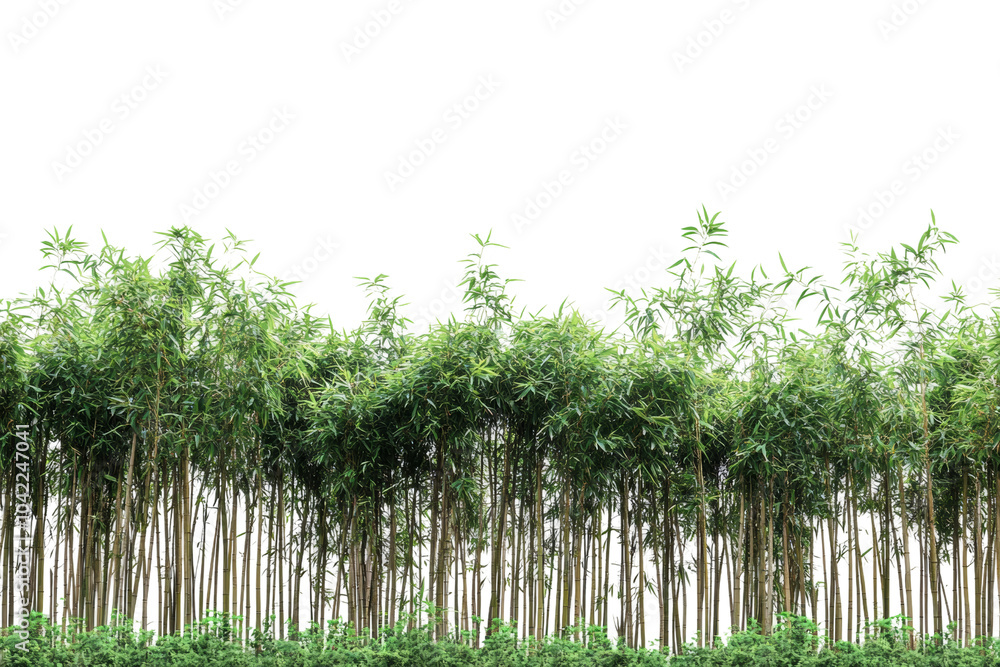 Vibrant bamboo forest with lush green vegetation against,Isolated on transparent background Vibrant bamboo forest with lush green vegetation against,Isolated on transparent background