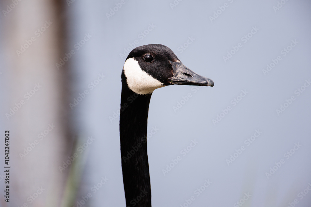 Canada goose watching closely on the activity in the area, at the Horicon National Wildlife Refuge, Wisconsin Canada goose watching closely on the activity in the area, at the Horicon National Wildlife Refuge, Wisconsin