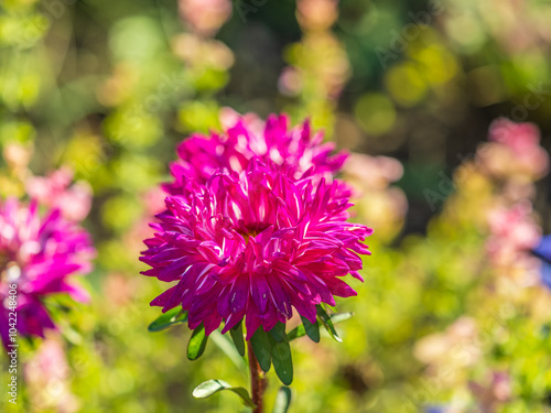 Bunch of purple aster flowers. Flowering plant in autumnal garden