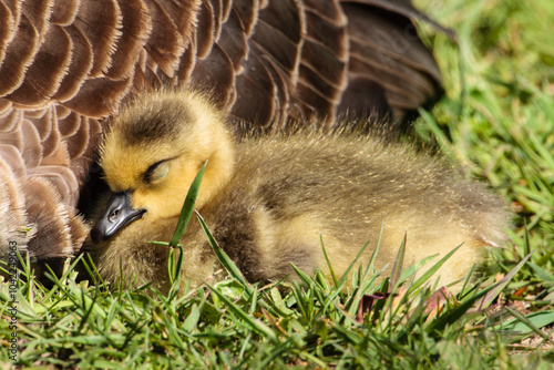 Young Canada goose gosling rests in the morning sunshine alongside its mother in the Horicon National Wildlife Refuge, Wisconsin. photo