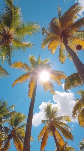 Sunshine filtering through palm trees on a clear day at a tropical location