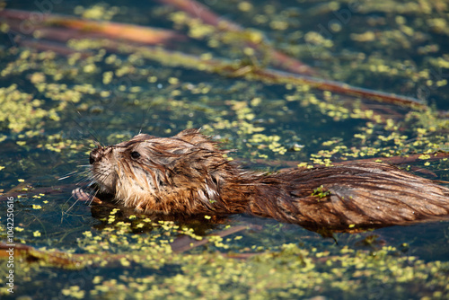 Muskrat, in late May, feeding in the shallow marsh waters surrounded by duckweed, in the Horicon National Wildlife Refuge, Wisconsin. photo