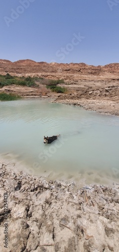 Husky swimming in a light blue pond, surrounded by rocky desert terrain and greenery under a clear blue sky. Black dog cooling off in a secluded desert oasis Dead Sea