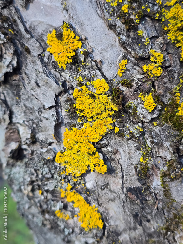 Common orange lichen, also known as yellow scale, maritime sunburst lichen and shore lichen (Xanthoria parietina) on a tree branch.