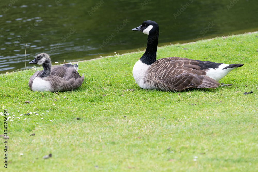 Obraz premium A Canada goose (branta canadensis) sitting by the waters edge with a gosling