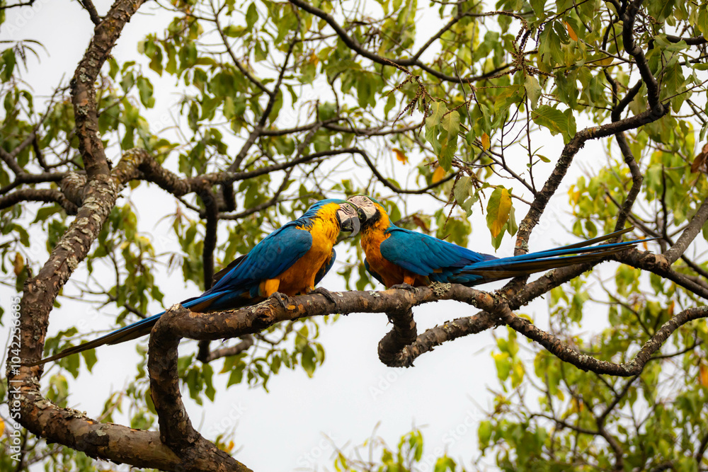Obraz premium Wild tropical Brazilian Blue and Yellow Macaw. Blue and Yellow Macaw (Ara ararauna) 