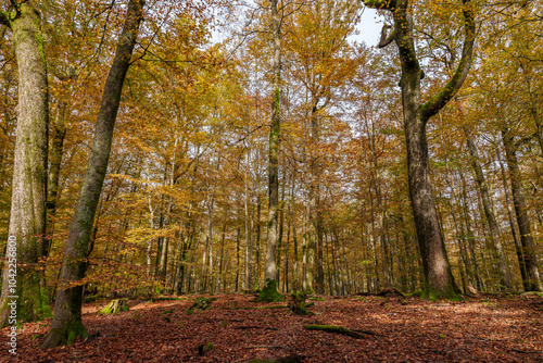 The Autumn Forest Canopy Displays Stunning Colors Above and Leaves Carpet the Ground Below