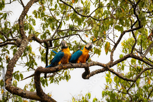 Wild tropical Brazilian Blue and Yellow Macaw. Blue and Yellow Macaw (Ara ararauna)  photo